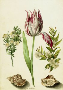 Tulipe, deux Branches de Myrte et deux Coquillages, c.1700